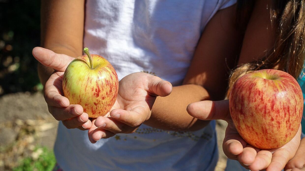 Дети собирают яблоки