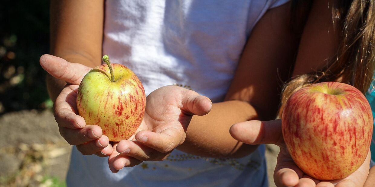 Дети собирают яблоки