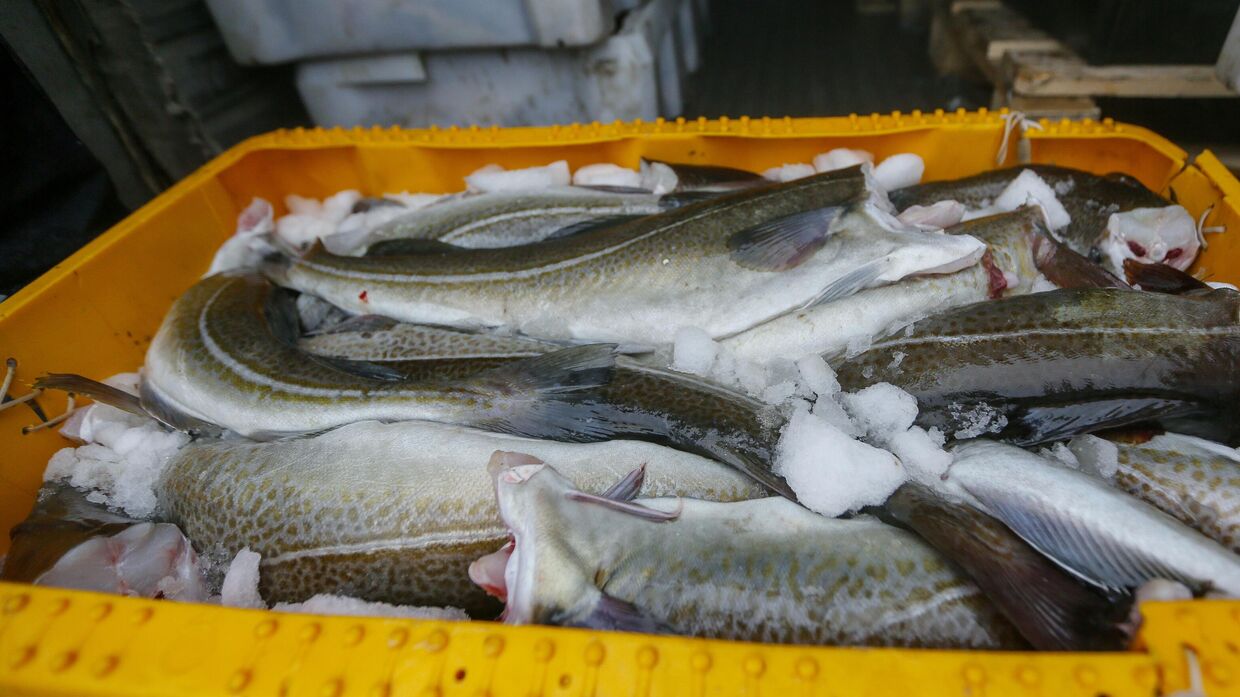 Охлажденная треска на рыбной ярмарке в Мурманске