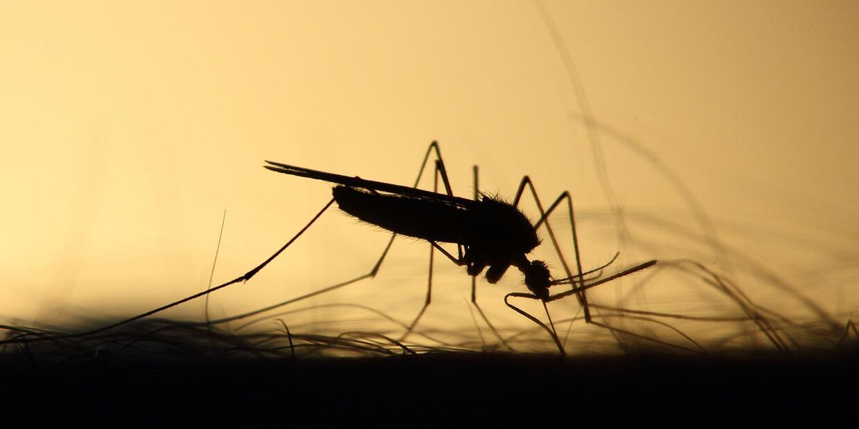 Как одолеть комаров и мошку на дачном участке