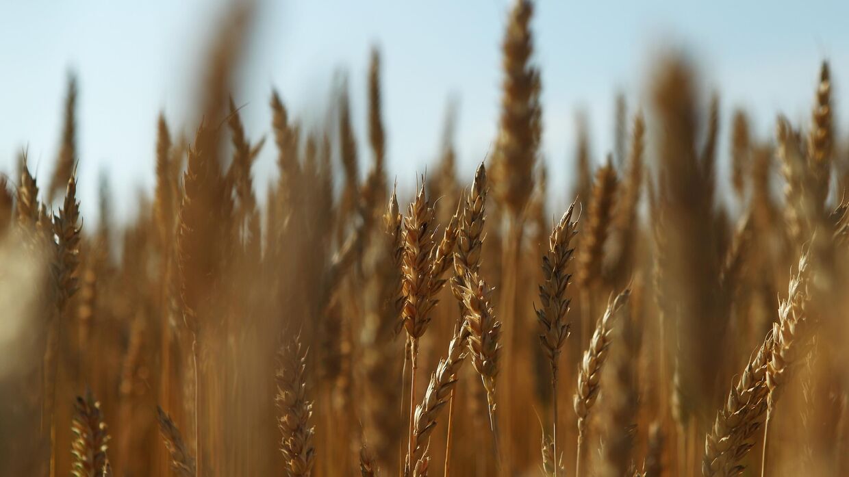 Колосья созревающей пшеницы на поле в Рязанской области