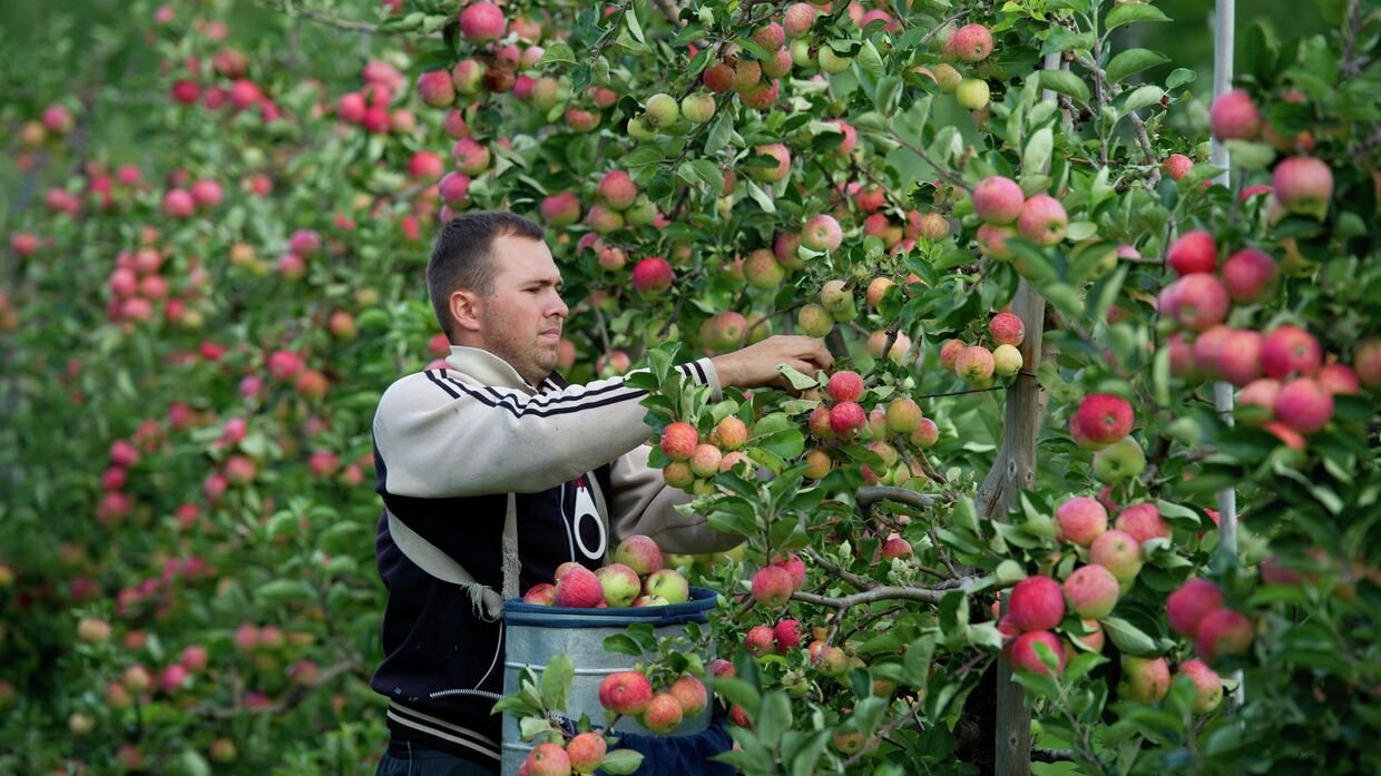 Сборщик яблок в Германии