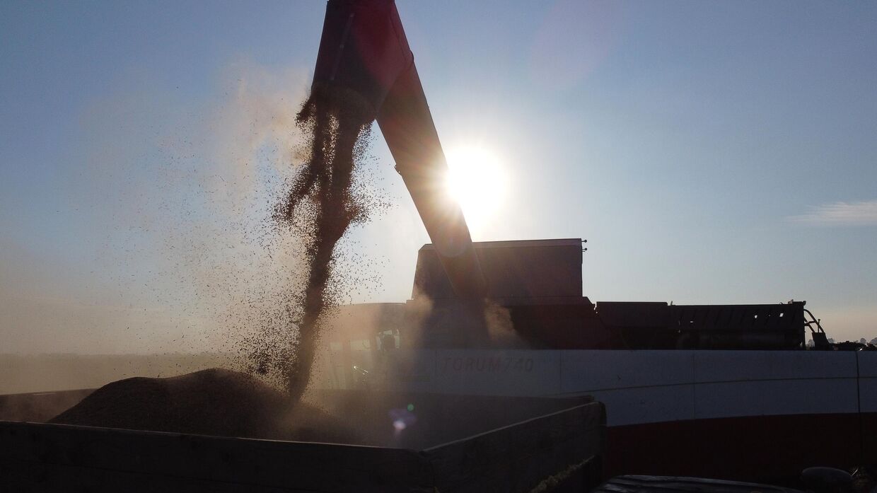 Загрузка собранного зерна с поля компании Чистый рис в Краснодарском крае