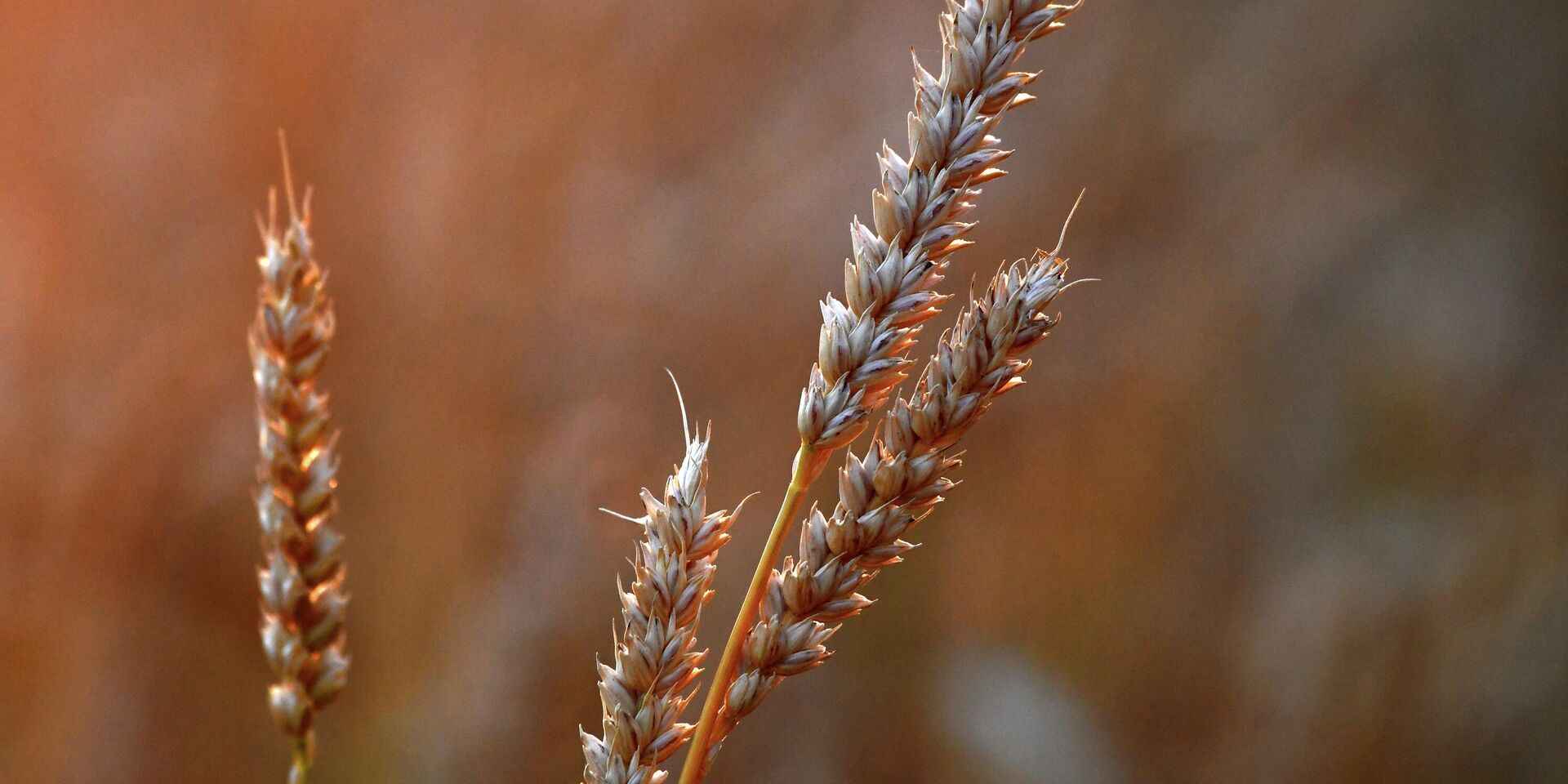 Пшеница - ИноСМИ, 1920, 28.04.2023
