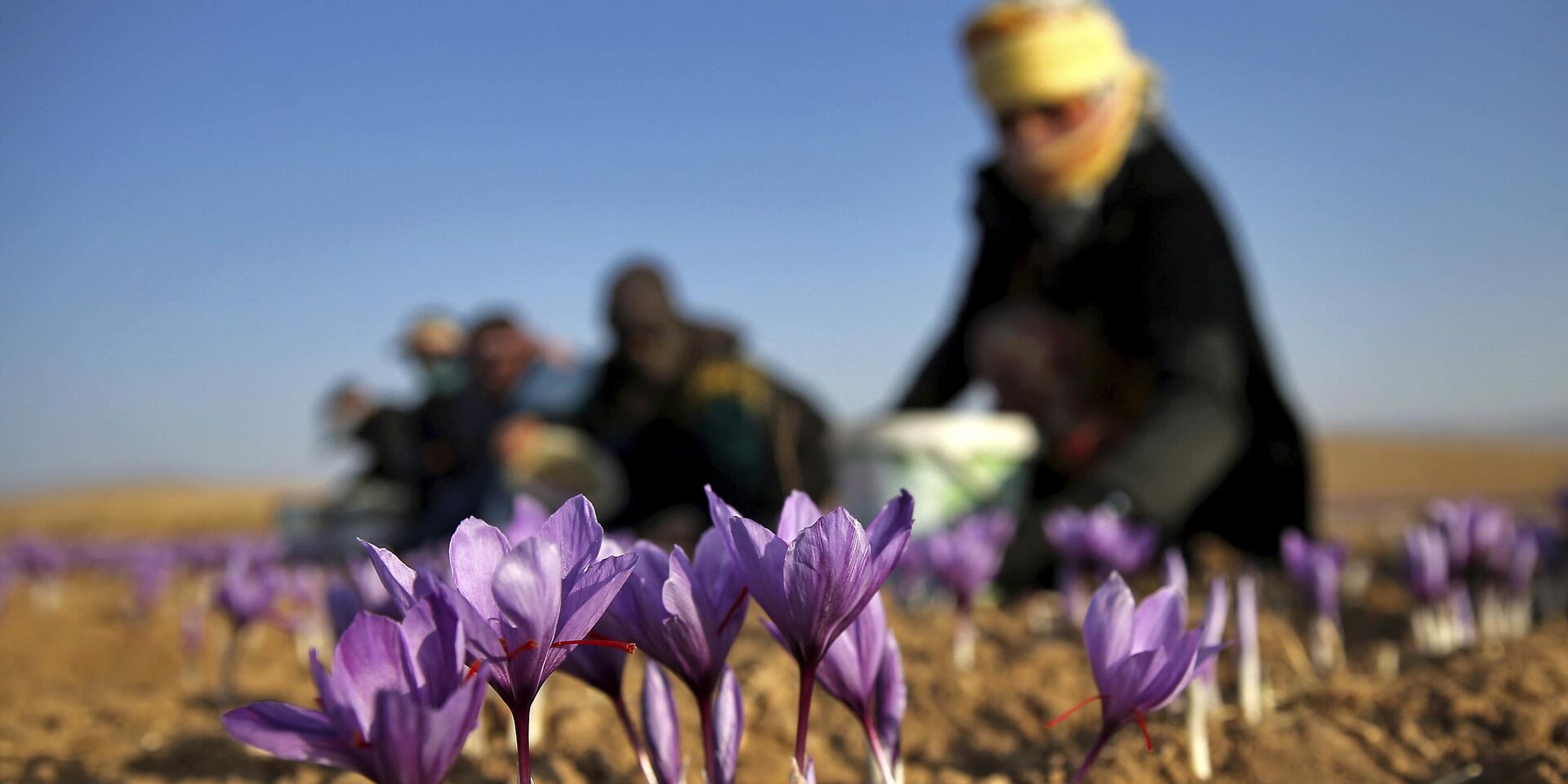 Работники иранской фермы собирают цветы шафрана недалеко от города Торбат-Хейдария на юго-востоке Ирана. 31 октября 2016 года - ИноСМИ, 1920, 26.12.2023