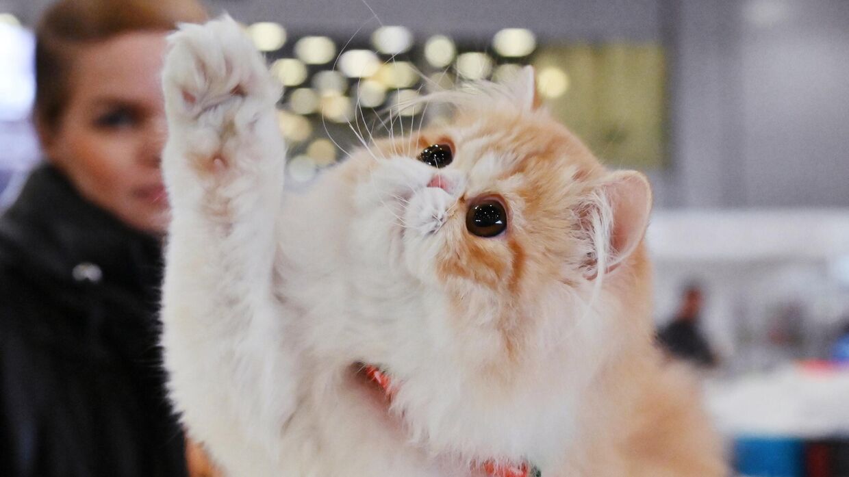 Кошка породы персидская на Международной выставке кошек Winter Cat Show в выставочном центре Крокус Экспо.