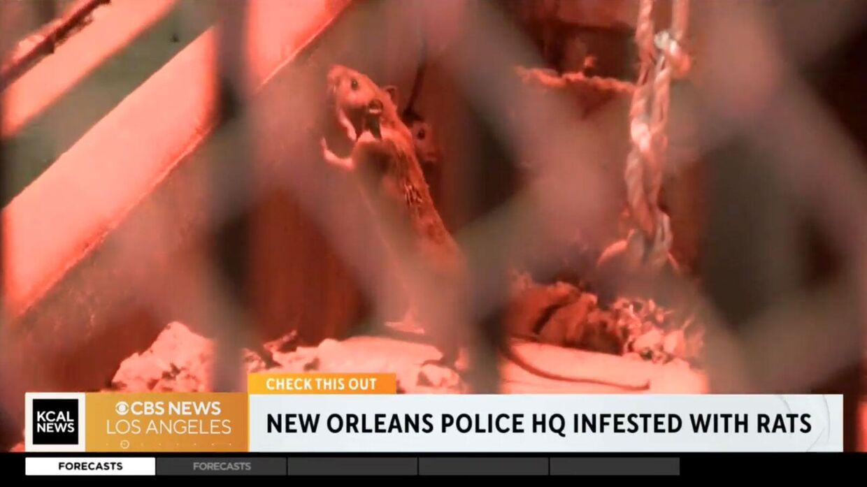 Луизианская полиция обвинила крыс-наркоманов в уничтожении улик 