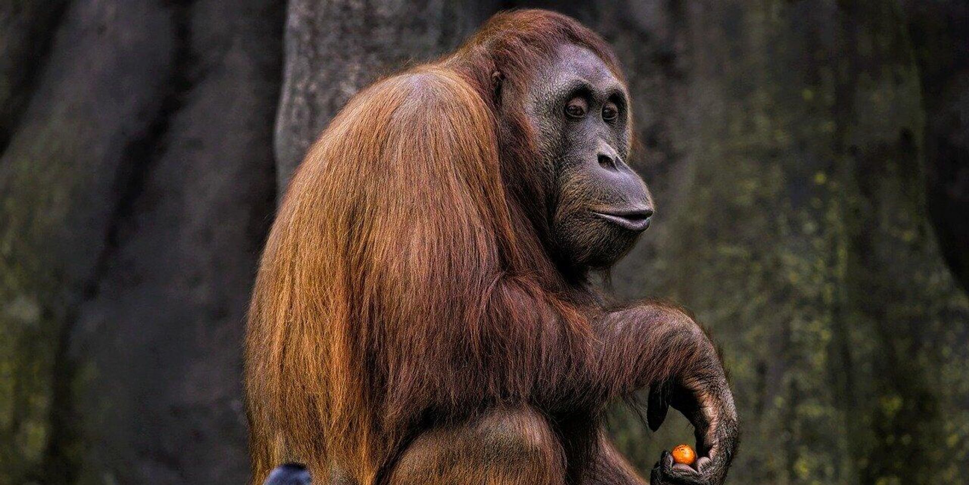 Борнейский орангутан - ИноСМИ, 1920, 08.05.2024