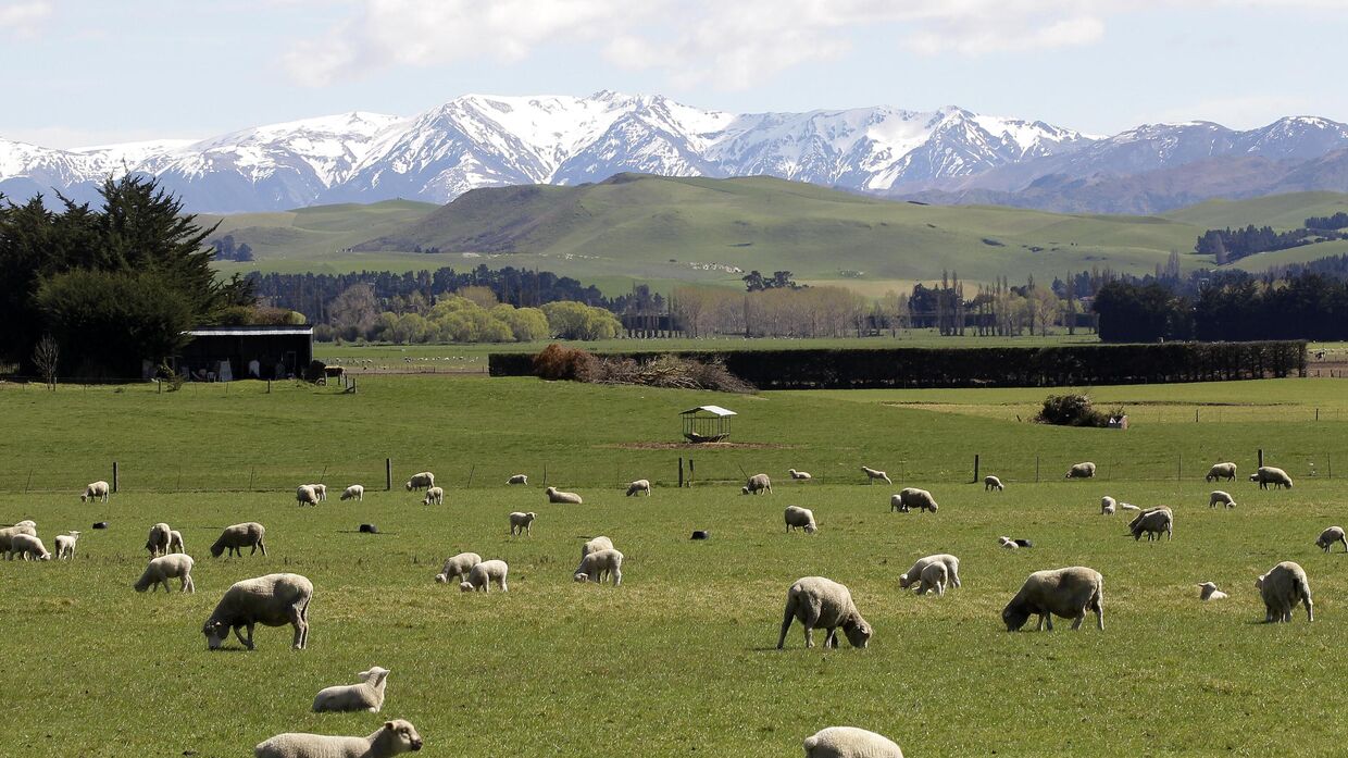 Овцы на зеленых полях у подножия горы Изабель, Новая Зеландия