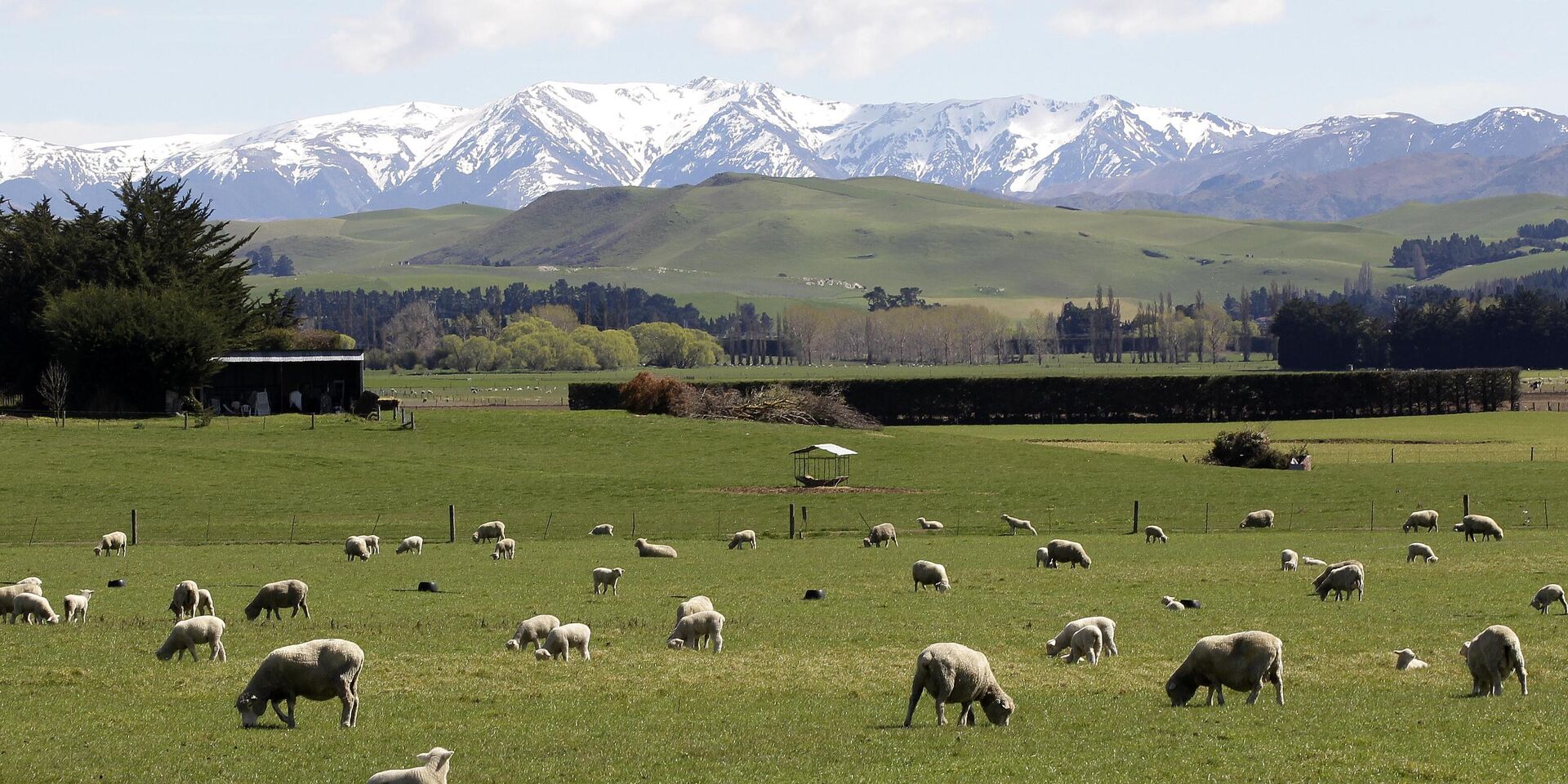 Овцы на зеленых полях у подножия горы Изабель, Новая Зеландия - ИноСМИ, 1920, 19.05.2024