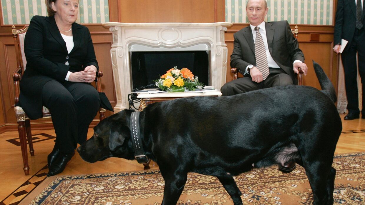 Собака президента России Владимира Путина — лабрадор Кони