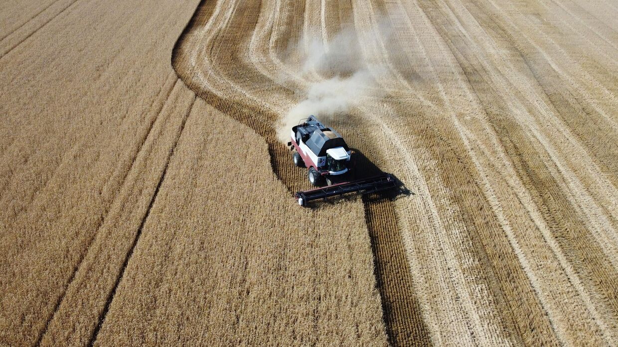 Сбор урожая пшеницы в Ростовской области