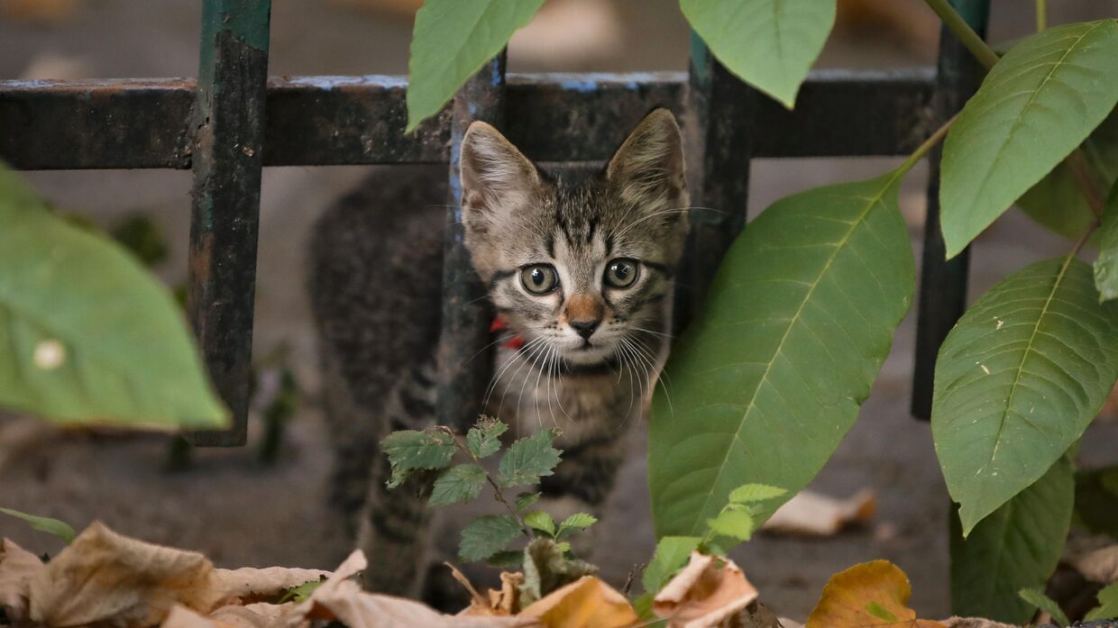 Котенок на улице в Бухаресте