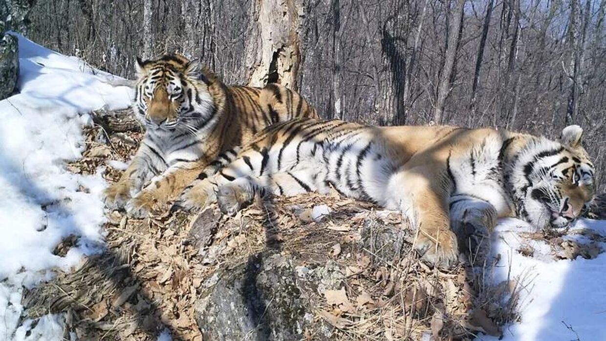 Амурские тигры Борис и Светлая