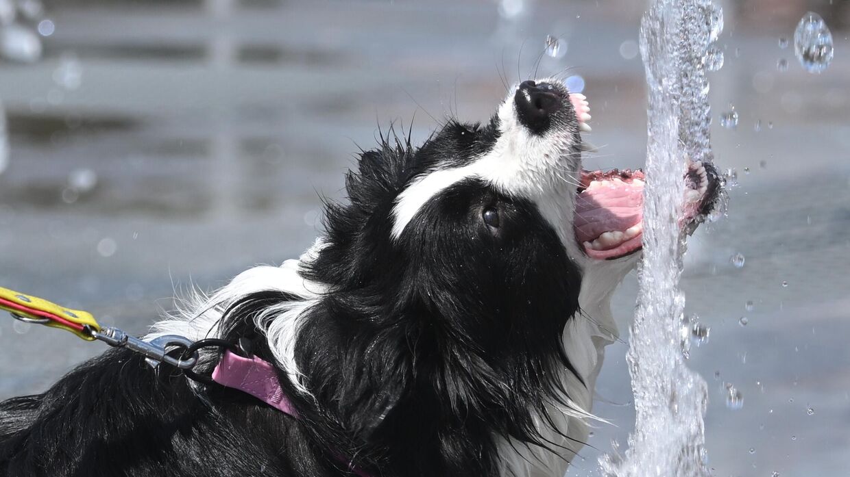 Фестиваль дружбы с питомцами Лапки в парке Ходынское поле в Москве. 