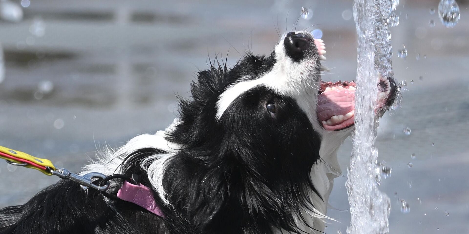 Фестиваль дружбы с питомцами Лапки в парке Ходынское поле в Москве.  - ИноСМИ, 1920, 13.02.2026
