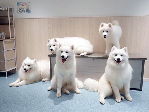 Кафе с самоедами 2