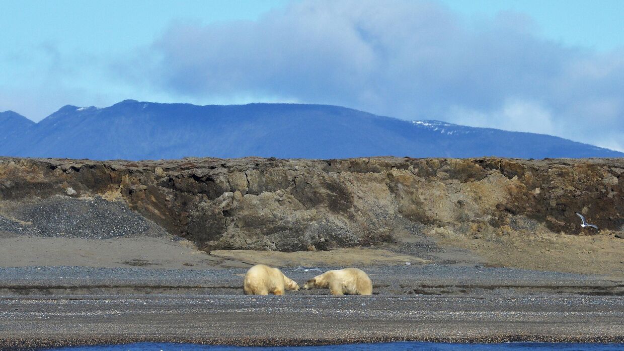 Белые медведи на мысе Блоссом острова Врангеля в Чукотском автономном округе