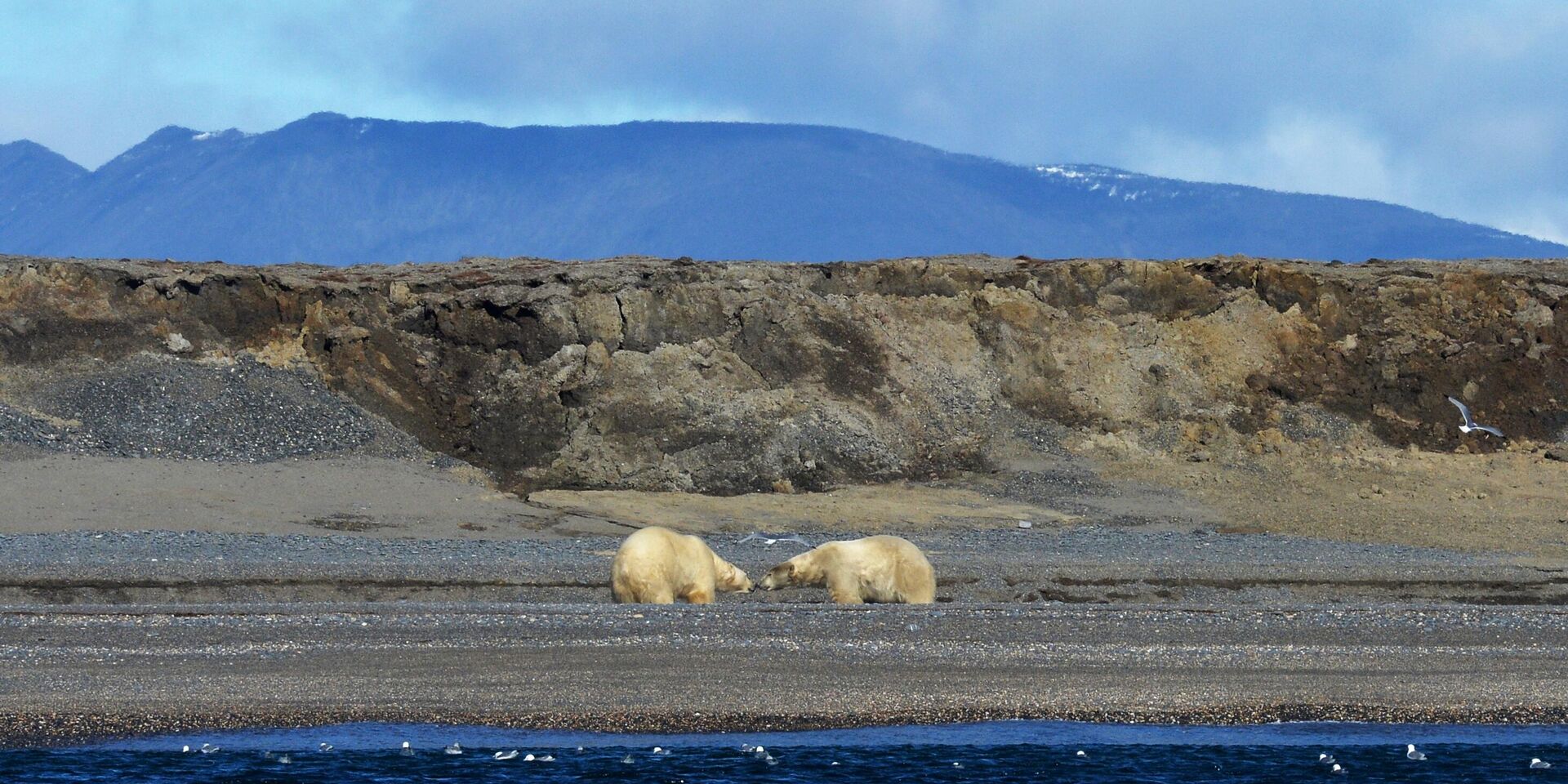 Белые медведи на мысе Блоссом острова Врангеля в Чукотском автономном округе - ИноСМИ, 1920, 04.09.2025