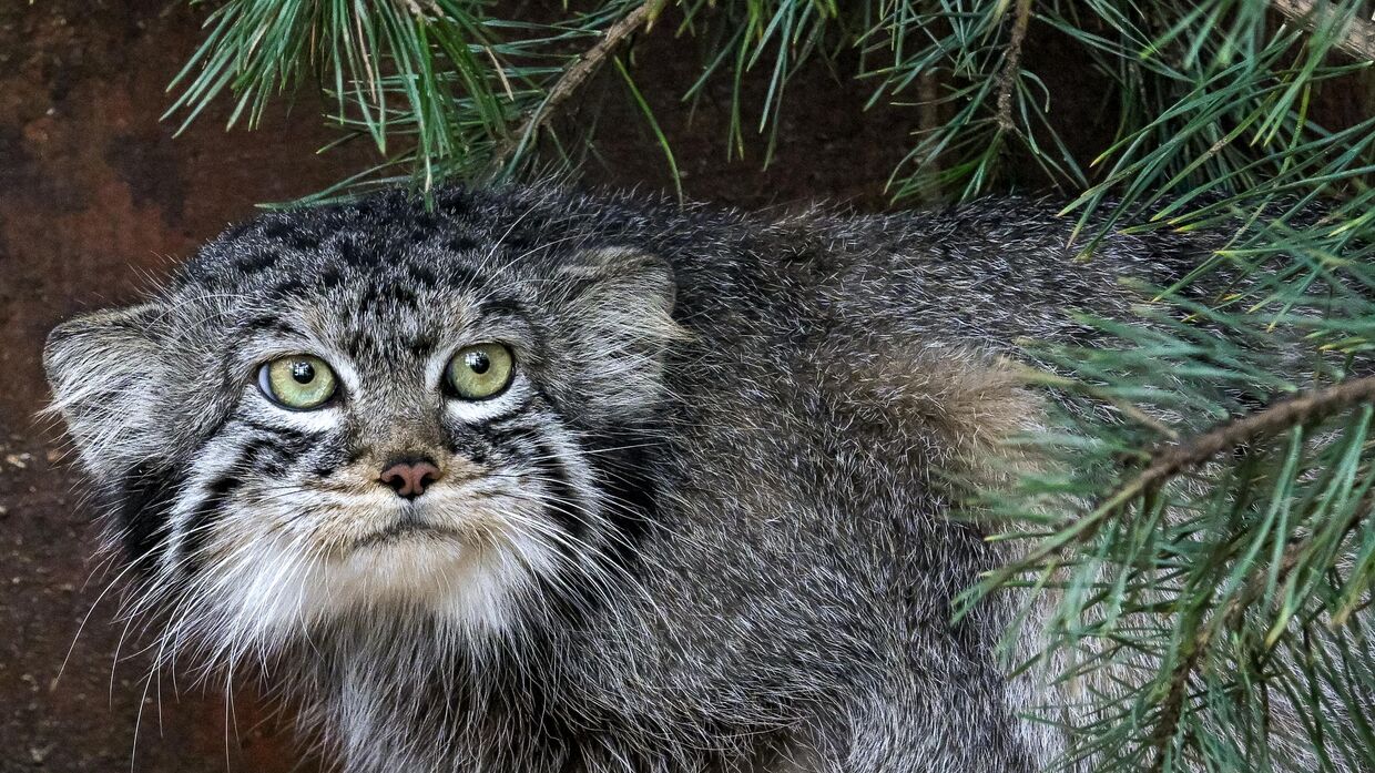 Манул Манул