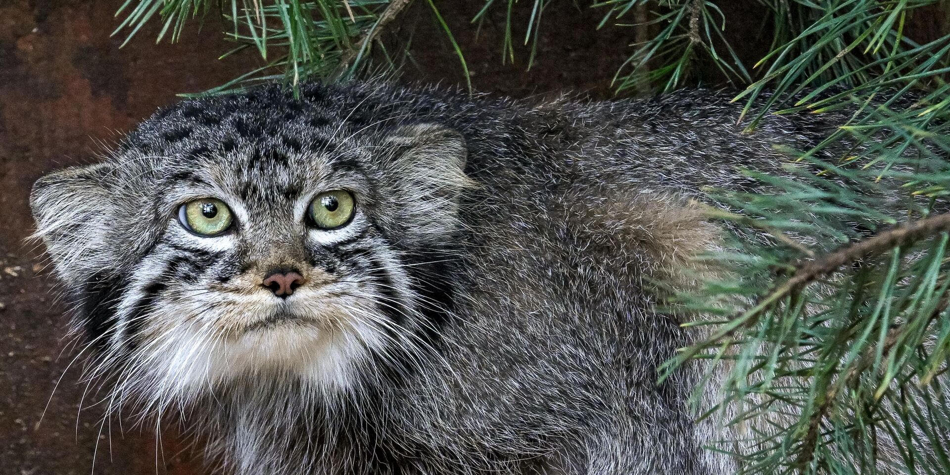 Манул - ИноСМИ, 1920, 14.10.2025