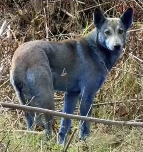 В Чернобыле заметили собак с необычным окрасом