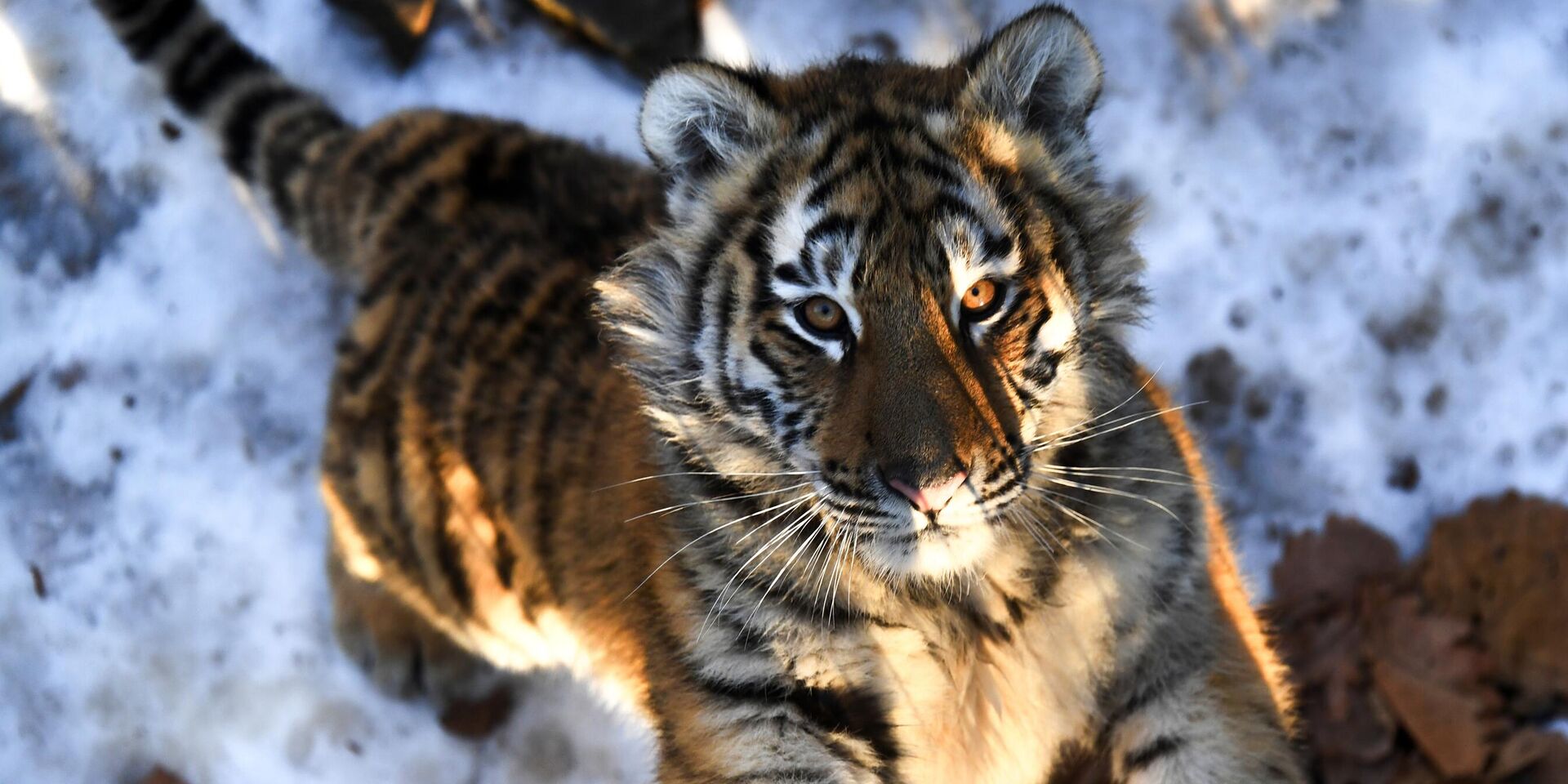 Тигрица Уссури и её тигрята в Приморском сафари-парке  - ИноСМИ, 1920, 09.03.2026
