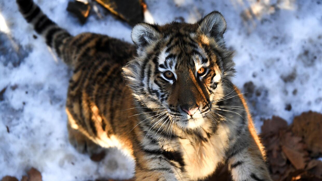 Тигрица Уссури и её тигрята в Приморском сафари-парке 