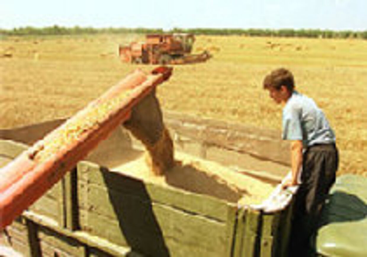 Сельское хозяйство России поднимается с колен picture