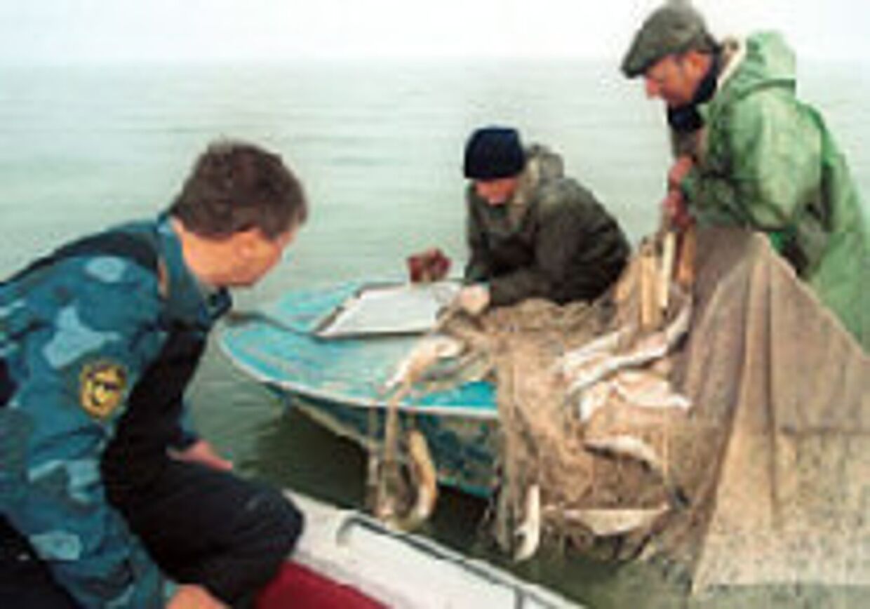 Рыбное браконьерство в России и его жертвы picture