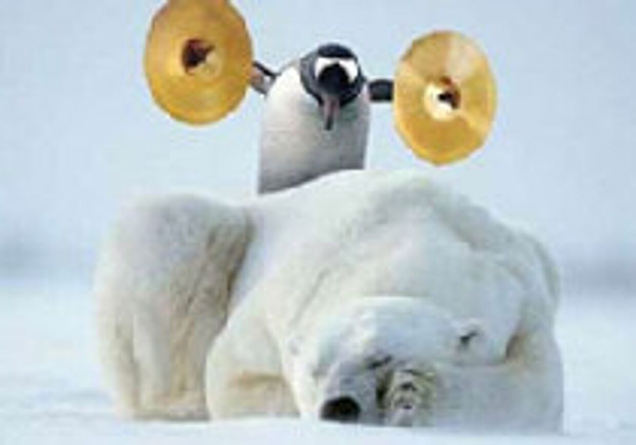 Пингвины и медведи picture