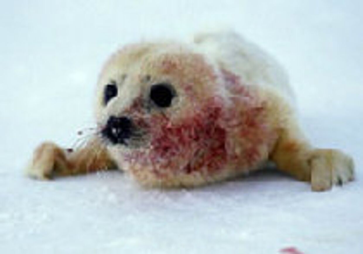 В Архангельской области отменен кровавый забой детенышей тюленя picture