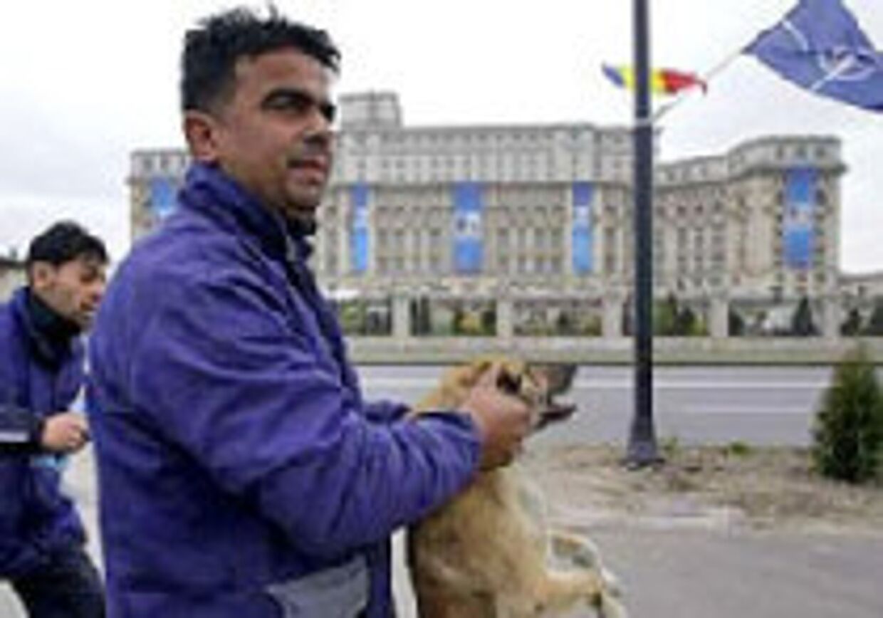 В преддверии саммита НАТО румыны борются с собаками picture