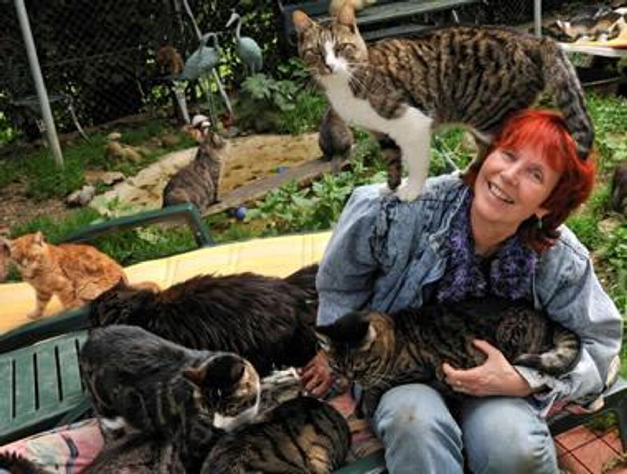 Томи Томек с кошками