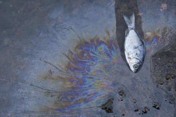 Мертвая рыба плывет в загрязненной реке в окрестностях Интань провинции Цзянси. 