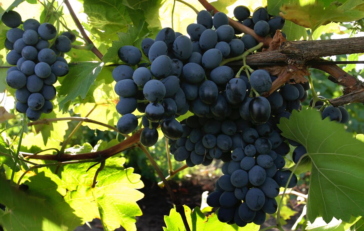 Сбор урожая винограда в ОАО Янтарное 