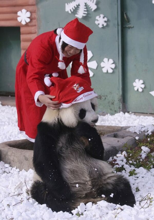 Панда в шапке Санта Клауса в зоопарке в Китае