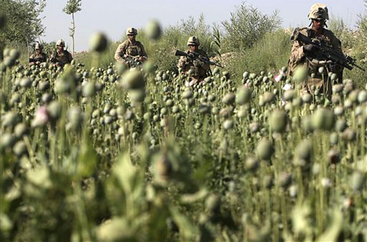 Маковое поле в Афганистане