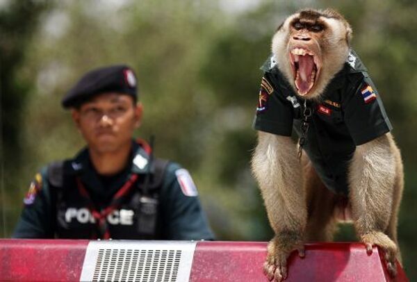 В Таиланде на службе в полиции провинции Яла состоит обезьяна