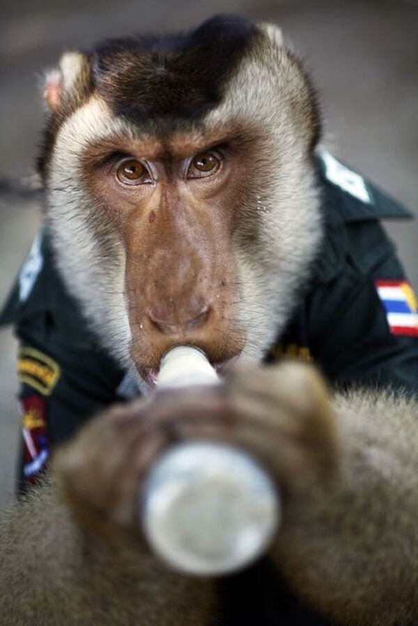 В Таиланде на службе в полиции провинции Яла состоит обезьяна