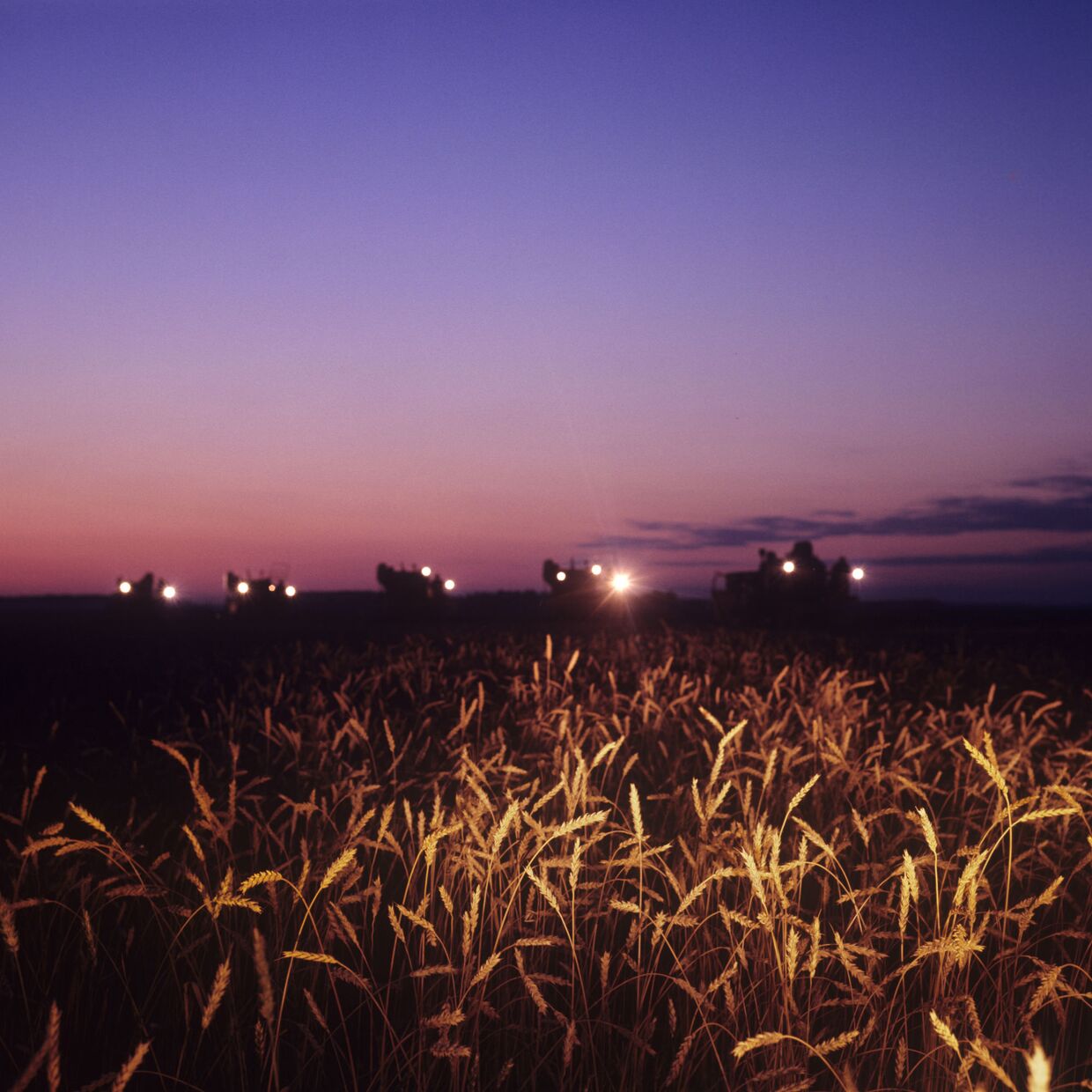 Ночная уборка пшеницы