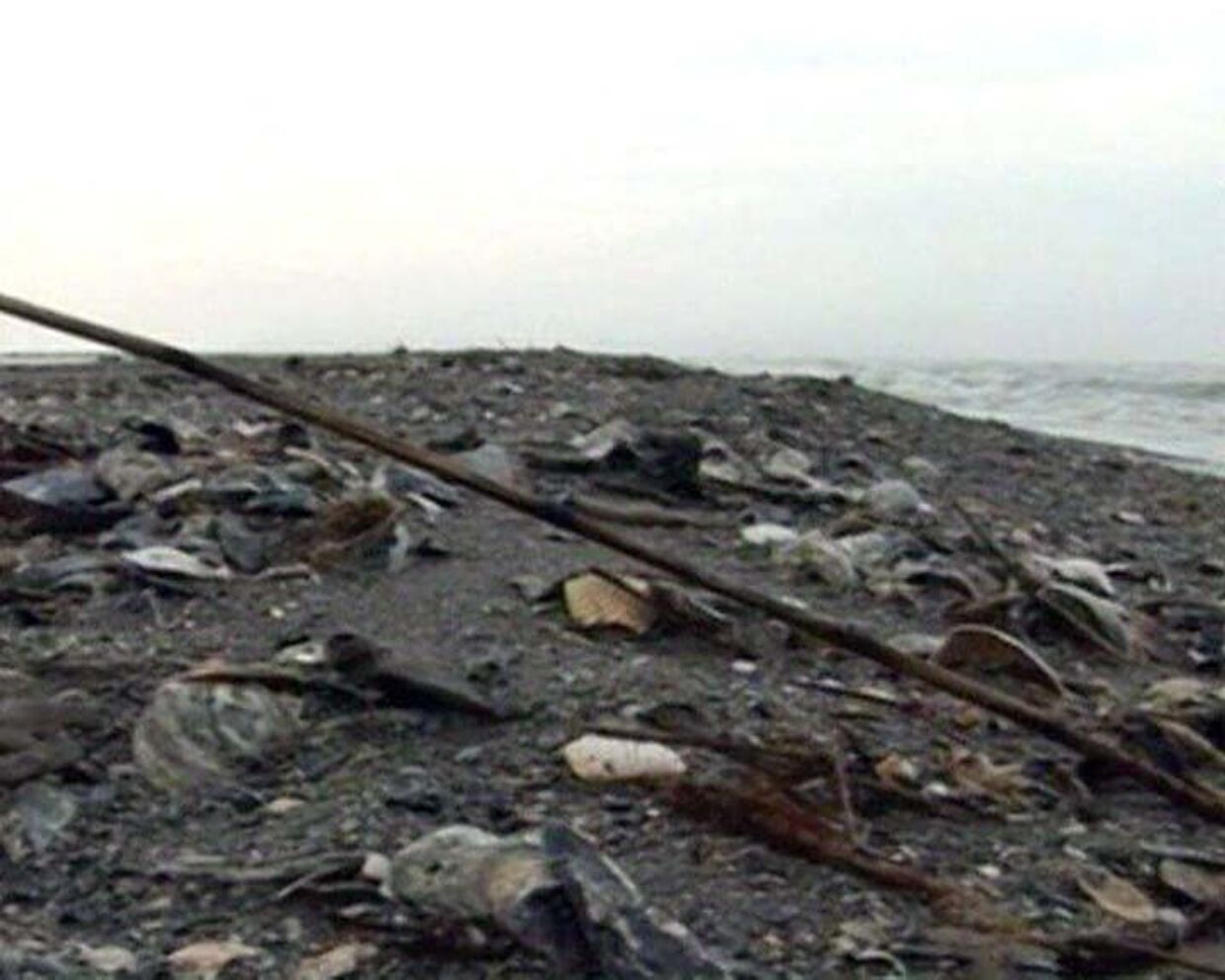 Чистый__Редкие виды черепах и птиц гибнут из-за аварии в Мексиканском заливе