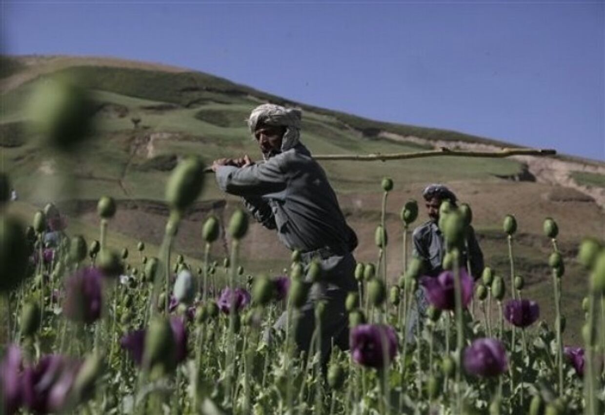 Афганистан опиум мак