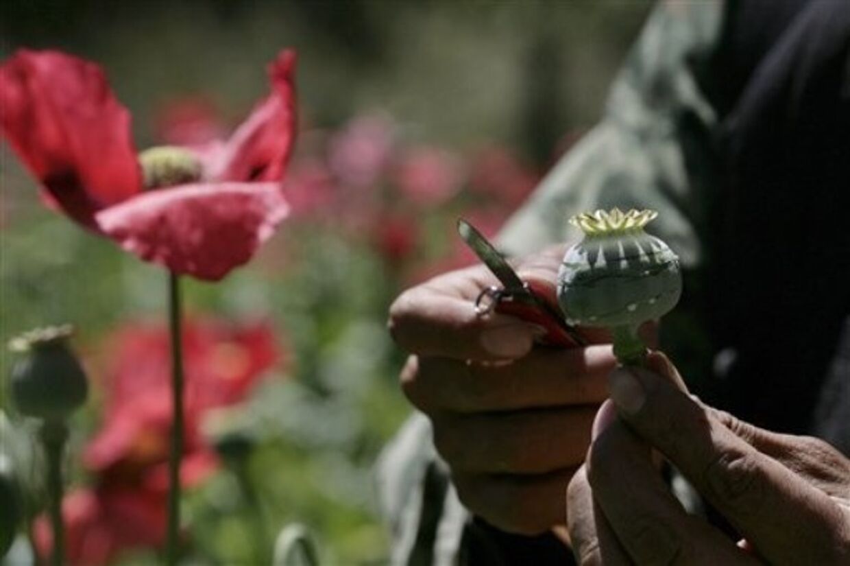 Афганистан опиум мак