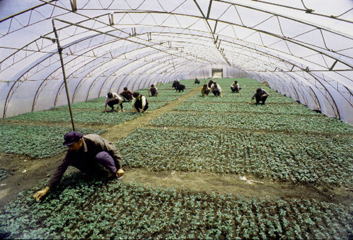 Китайские крестьяне-овощеводы во время работы в Приморском крае