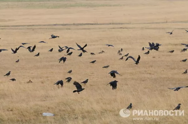 Засуха в Челябинской области