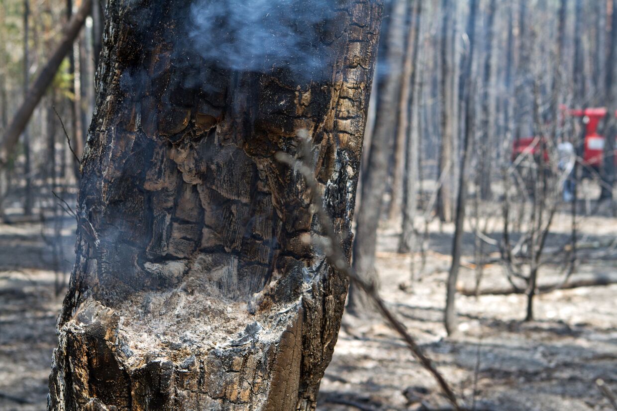 Тушение лесного пожара в Воротынском районе Нижегородской области