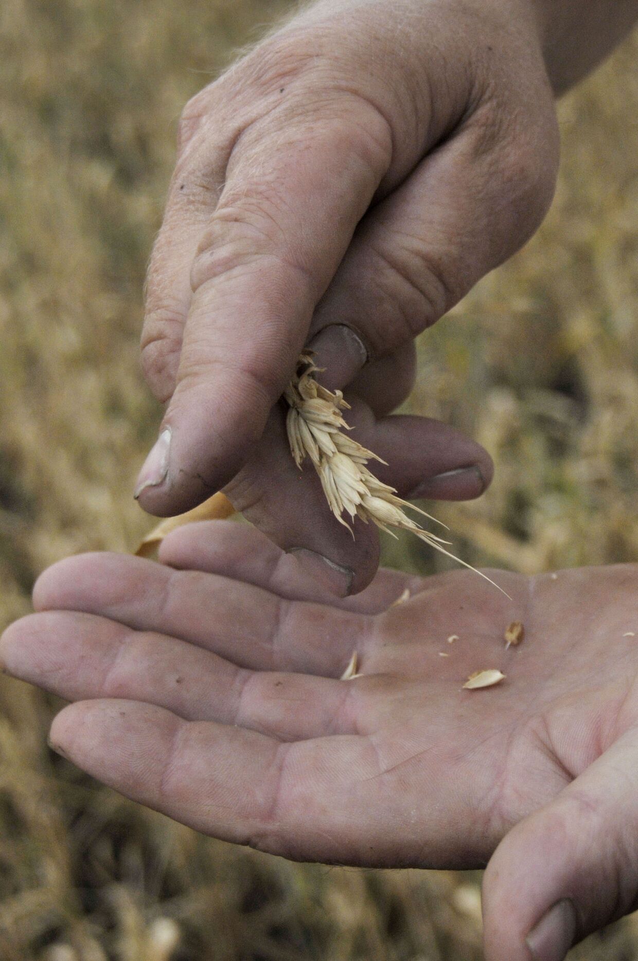 Засохшая озимая пшеница