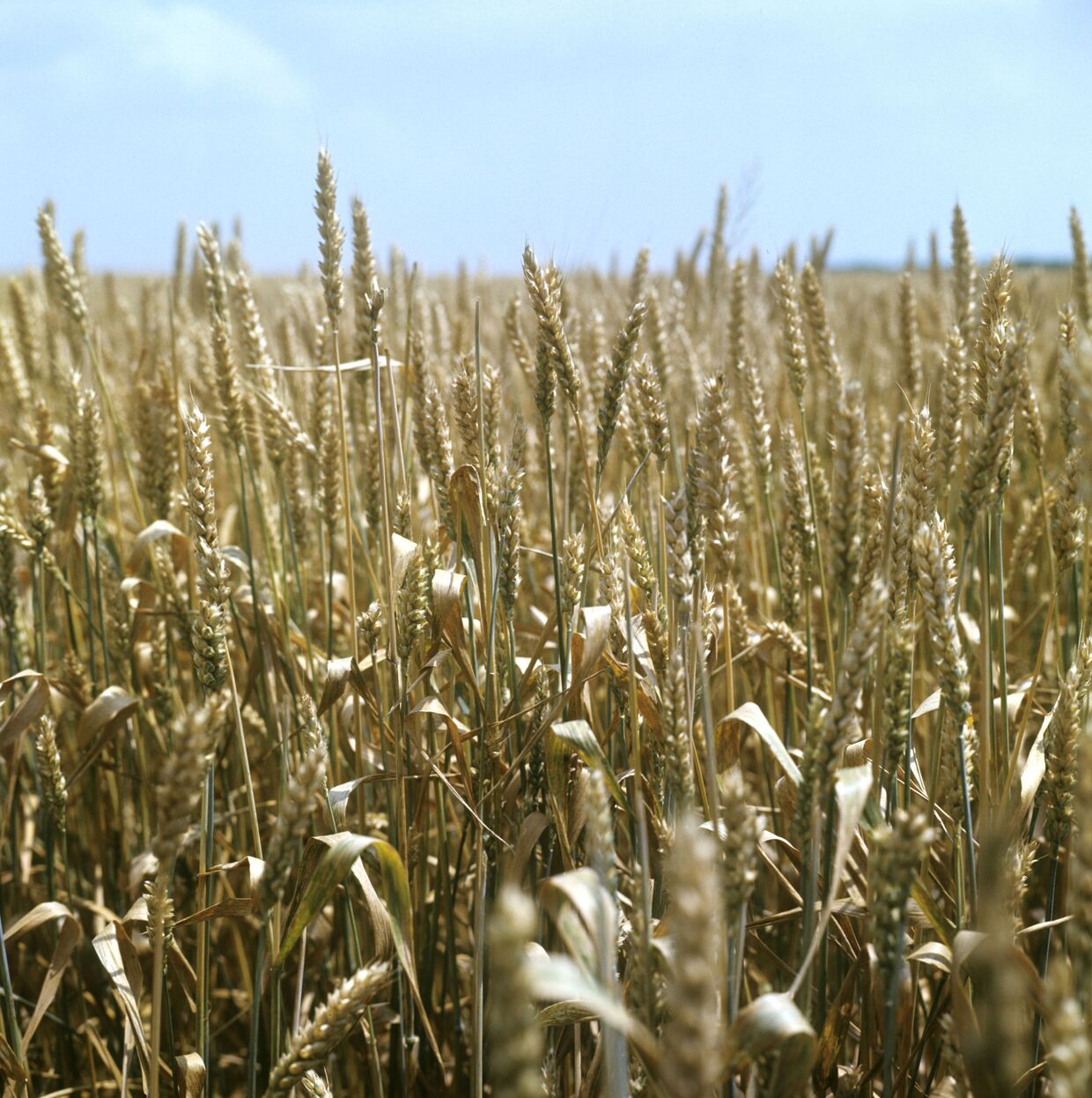 Урожай пшеницы совхоза Авангард