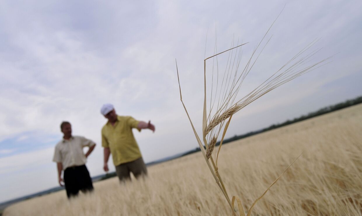 Огонь за сутки уничтожил 130 га пшеницы в Центральной России